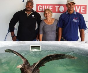 Northern Gaint Petrel gered